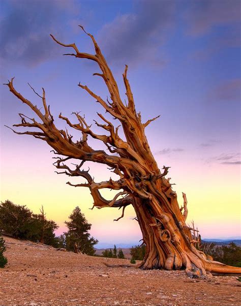 California Kevinmcneal Bristlecone Pine Forest Bristlecone Pine