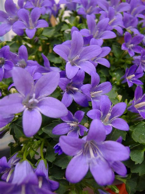 캄파눌라 Campanula Portenschlagiana A Photo On Flickriver