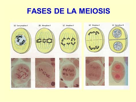 Bioblogestrella División Celular Meiosis