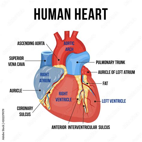 Colorful Anatomy Of Human Heart With Descriptions Of Its Parts Vector