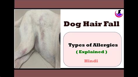 Dog Hair Fall Due To Allergies In Hindi Youtube
