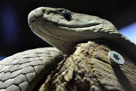 What is the genus and species of a snake? Sub-Saharan Africa: Snake bite anti-venoms to run out in June 2016