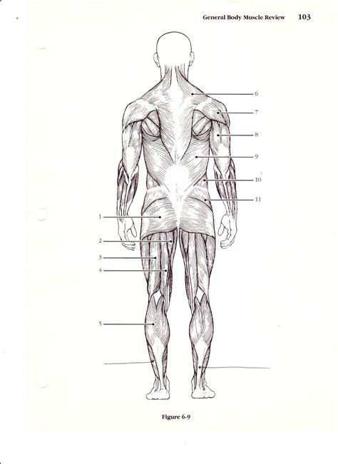 Human Body Muscle Diagram Detailed Driverlayer Search Engine