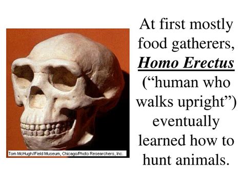 Meateating Among The Earliest Humans The Hominid Post