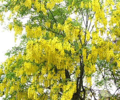 Laburnum X Watereri Vossii Golden Chain Tree Trees Speciality Trees