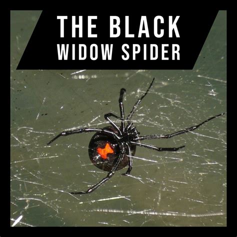 The Black Widow Spider Owlcation