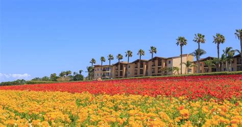 25 Best Things To Do In Carlsbad California