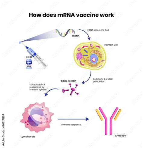 Mrna Vaccine Schematic Illustration Coronavirus Rna Vaccine Mechanism