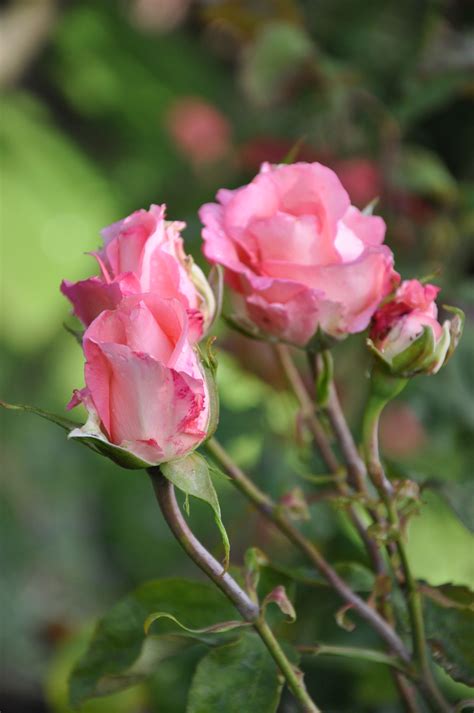 Regents Park London Regents Park Beautiful Roses Favorite Places