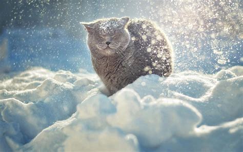 Kittens In The Snow Wallpapers Wallpaper Cave