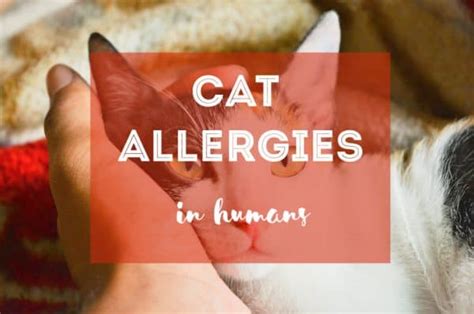 Ultimate Guide To Cat Allergies Causes Symptoms And Treatment