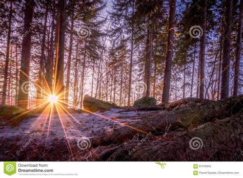 Winter Forest Sunset Stock Image Image Of Scenery Garden 87476945