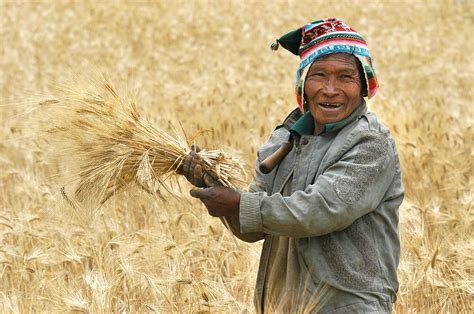 Campesino Cutting Wheat Republic Of Bolivia Photograph By Eric Bauer