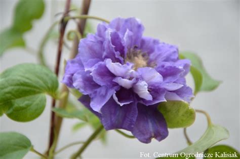 We did not find results for: Clematis 'Countess of Lovelace' Powojnik