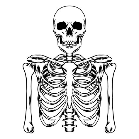 Human Skeleton Hand Drawn Skeleton Drawing Skeleton Sketch Human Png