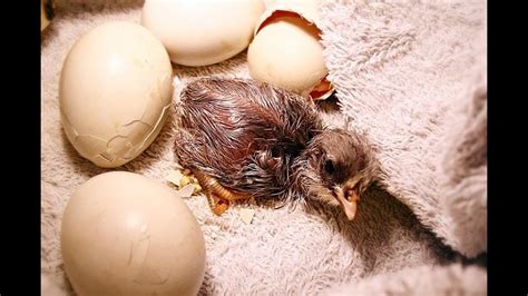 Baby Chicks Hatching Educational Youtube