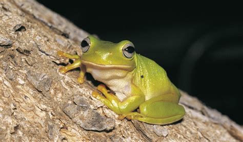 Sydney, where have all the green tree frogs gone?