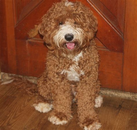 These adorable pups are available for adoption in detroit, michigan. Australian Labradoodle Puppies For Sale in Michigan ...