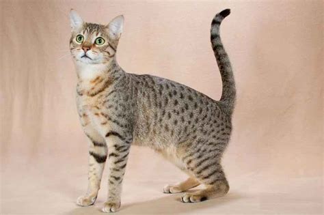 Egyptian Mau Information And Cat Breed Facts Pets Feed