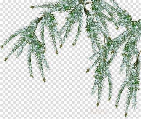 Winter Pine Branches Clipart 10 Free Cliparts Download Images On Clipground 2024