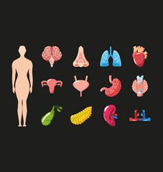 Happy Human Organs Royalty Free Vector Image Vectorstock