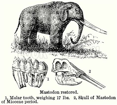 Mastodon Restored 1 Molar Tooth Weighing 17 Lbs 2 Skull Stock