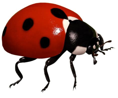 Ladybird Insect Clip Art Ladybug Png Download 850707 Free