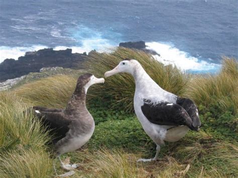 Two Males For Every Female Antipodean Albatross In Breeding Crisis Focusing On Wildlife