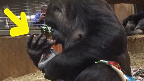 Cameras Caught A Gorilla Giving Birth For The First Time When She Got