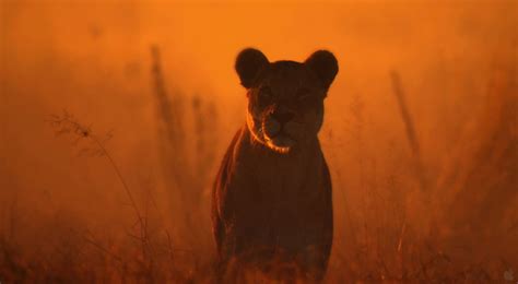 Black wallpaper iphone lion wallpaper iphone iphone wallpaper photography animal wallpaper dark wallpaper iphone candles wallpaper pictures mkbhd wallpapers landscape wallpaper iphone wallpaper pinterest sunset iphone wallpaper mobile wallpaper apple wallpaper android. Lion at Sunset Desktop Wallpaper