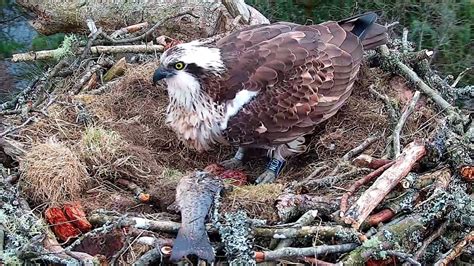 Second Egg Of The Season At Loch Of The Lowes Scottish Wildlife Trust