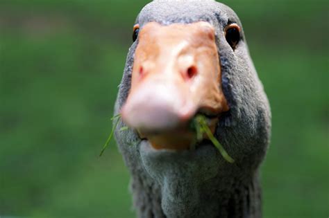Create Meme Surprised Gus Goose Beak Goose Bird Pictures Meme