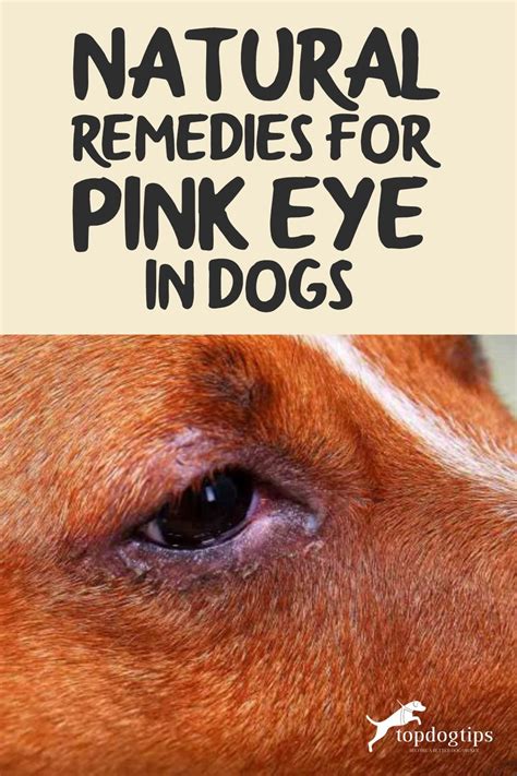 How Do You Know If Your Dog Has Pink Eye