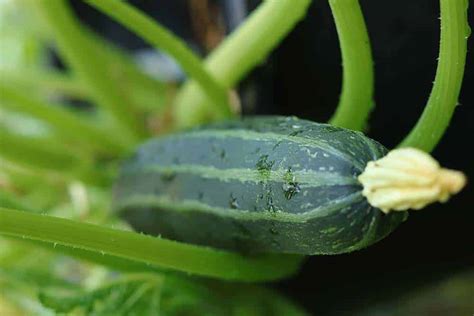 Why Grow Zucchini In A 5 Gallon Bucket Green Thumb Gardener