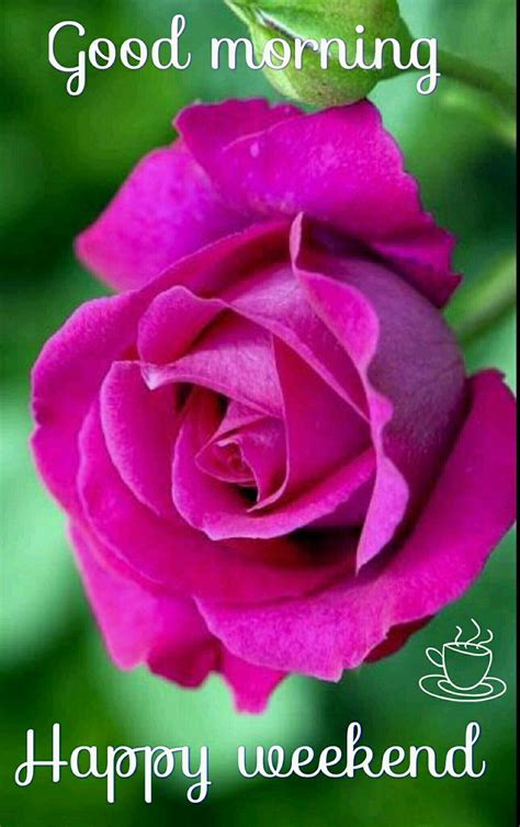 The first feelings of the day are often the most persistent, so it's always best to make them good and positive. Pin by Rupali Saha on good morning | Hybrid tea roses ...