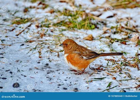 Female Eastern Towhee In Winter Stock Photo Image Of Environmental