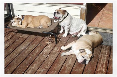 Thank you for your kindess! Mama Doris - Austin Bulldog Rescue