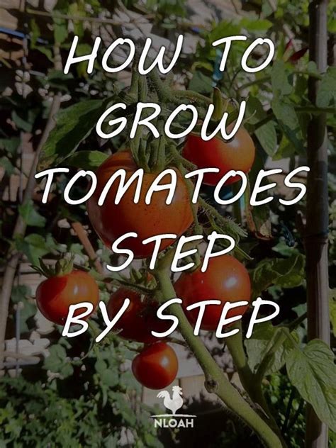 How To Grow Tomatoes Step By Step Guide Vegetablesgardening