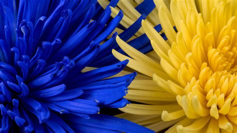 Yellow And Blue Flowers Wallpapers Wallpaper Cave