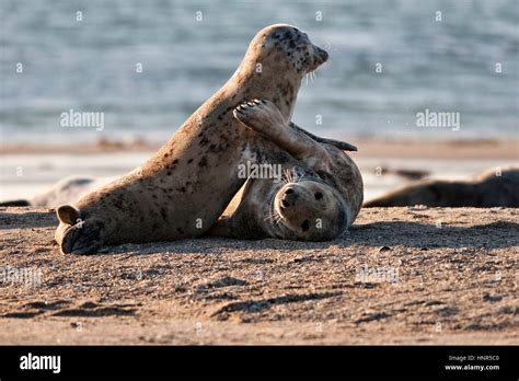 Harbor Seals Plays Togehter On Sandy Beach Stock Photo Alamy