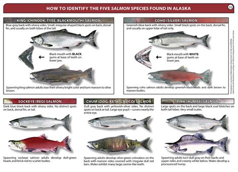 Salmon Identification Glacier Bay National Park And Preserve Us