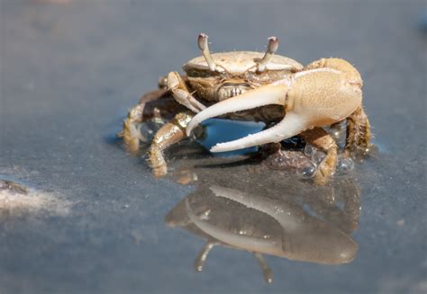 9 Stunning Freshwater Crabs You Need For Your Aquarium