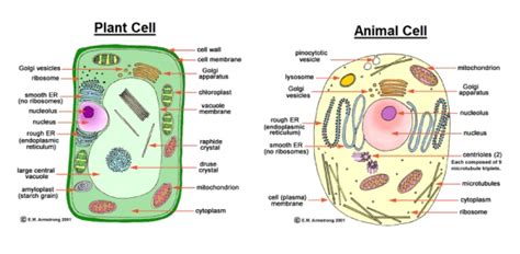 Animal cells organelles and functions learn with flashcards, games and more — for free. What kind of cell organelle would you expect to find in a ...