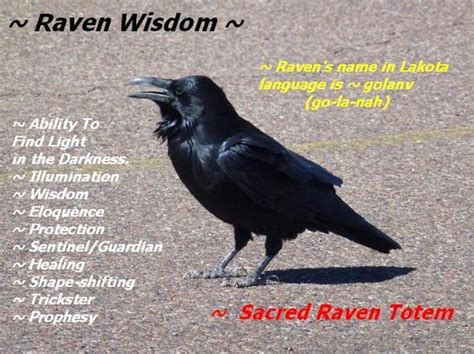 A Little Raven Wisdom Witches Of The Craft Animal Totem Spirit