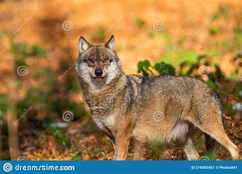 Eurasian Wolf Walks Around In The Forests Of Europe And Asia Stock