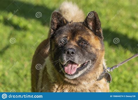 American Akita Dog An American Strain Stock Photo Image Of Face