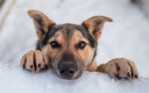 Puppies Dogs Puppy Winter Snow Wallpaper 2560x1600