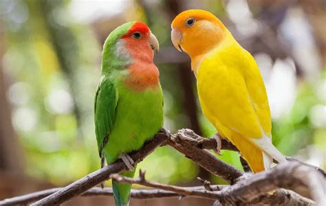 Lovebird Behavior Birds Of Paradise Lovebirds Healt Diet And Care