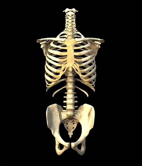 Human Anatomy Bones Torso