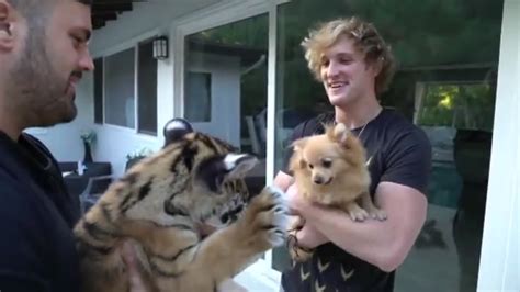 Logan Pauls Video Of Tiger Cub Lands Cat Owner In Hot Water Abc13